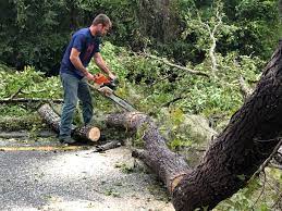 Best Tree Trimming and Pruning  in Honaunau Napoopoo, HI