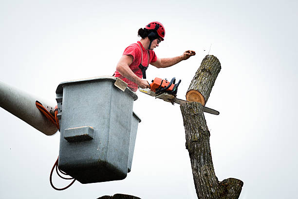 Best Tree Health Inspection  in Honaunau Napoopoo, HI